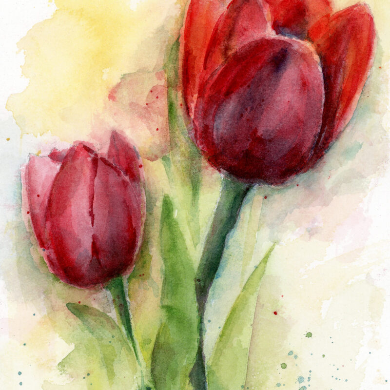 Two Red Tulips