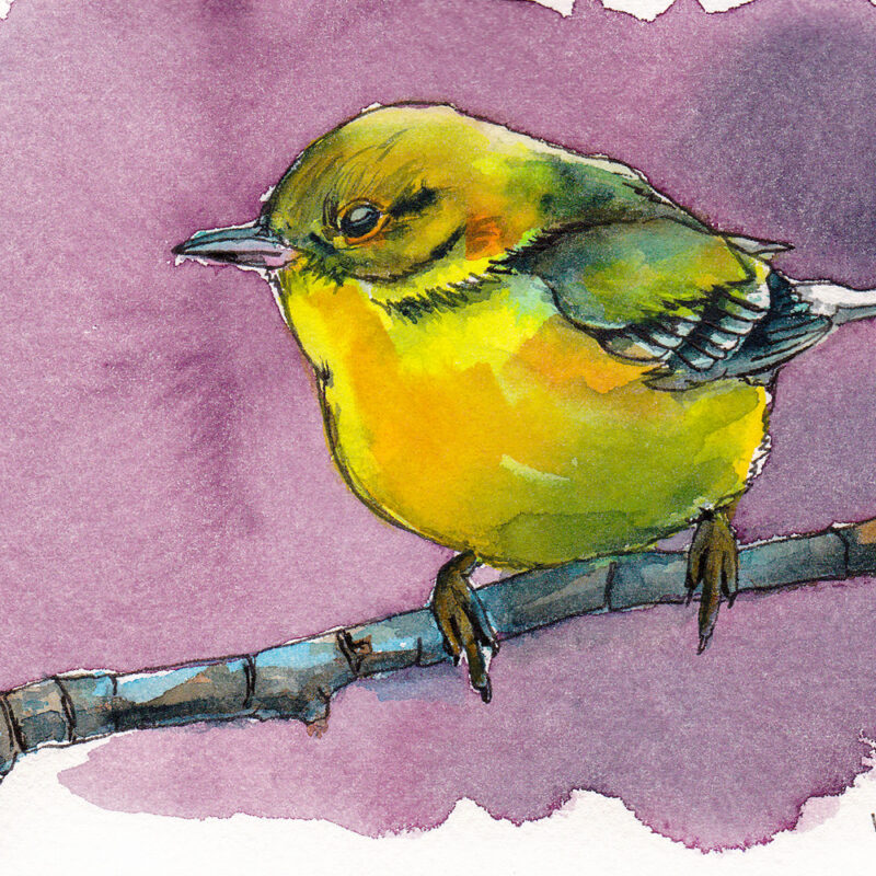 Little Yellow Bird